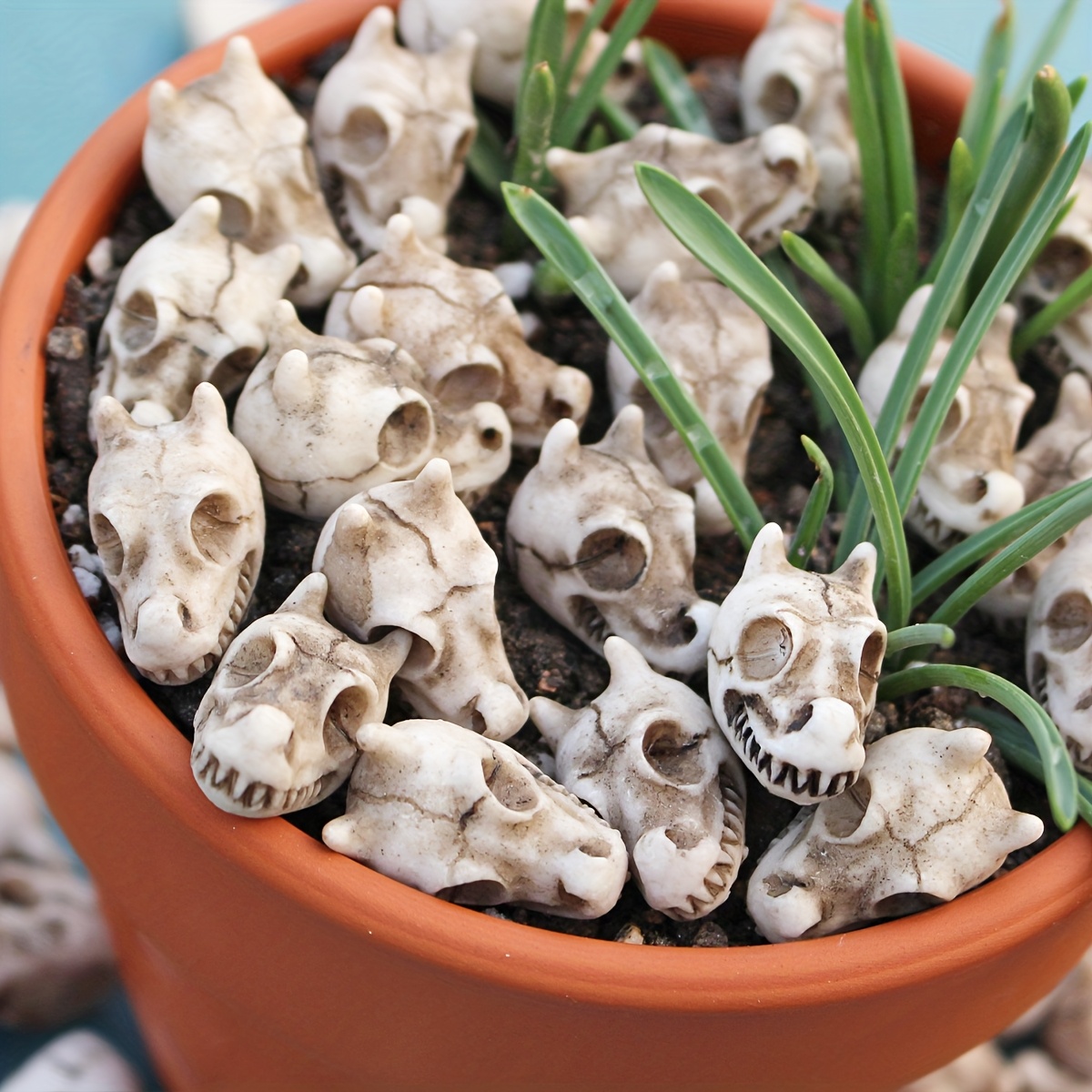 20pcs Dragon Head Skull Bonsai - đánh giá và giá Bonsai Garden World