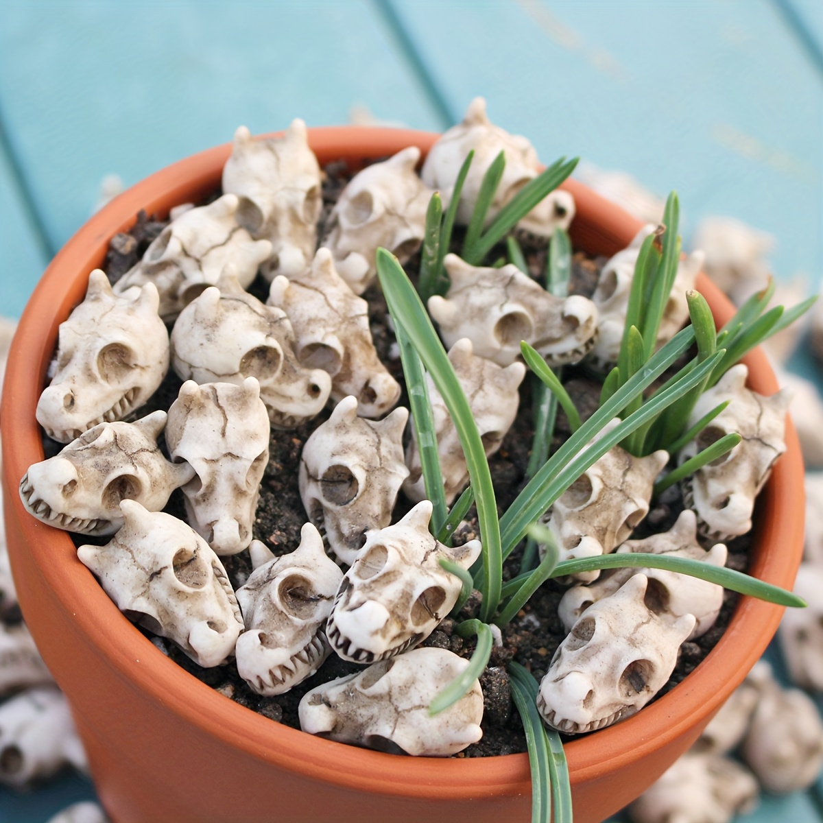 20pcs Dragon Head Skull Bonsai - đánh giá và giá Bonsai Garden World