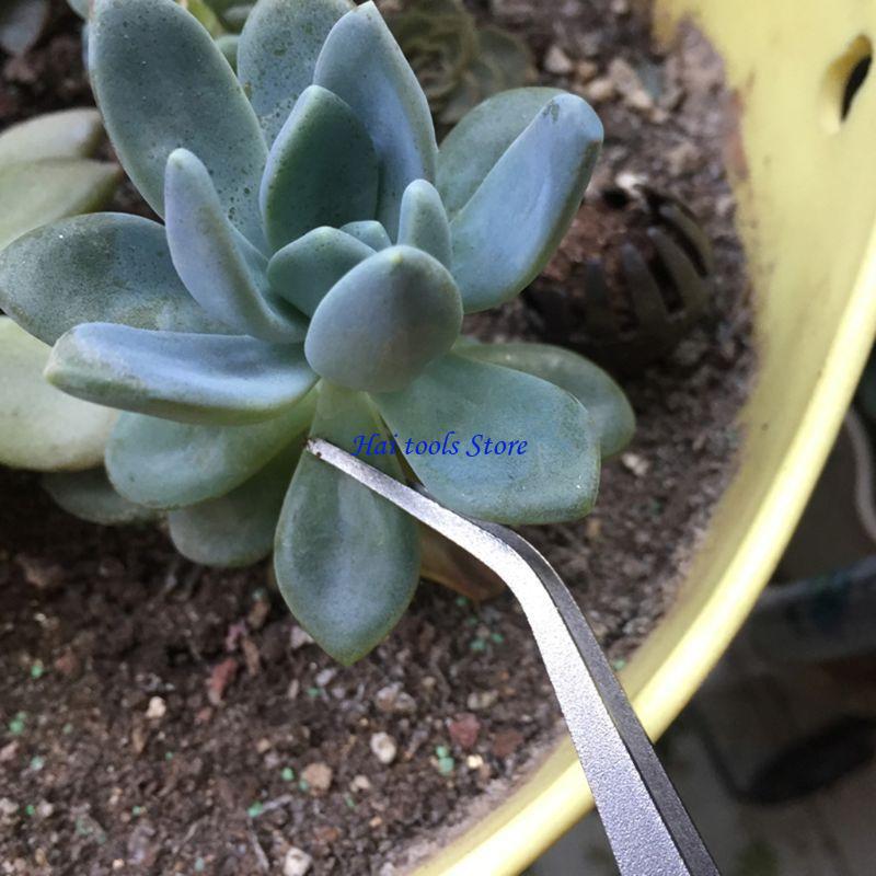 X37e 2 in 1 Spatula cào làm vư - đánh giá và giá Bonsai Garden Shop