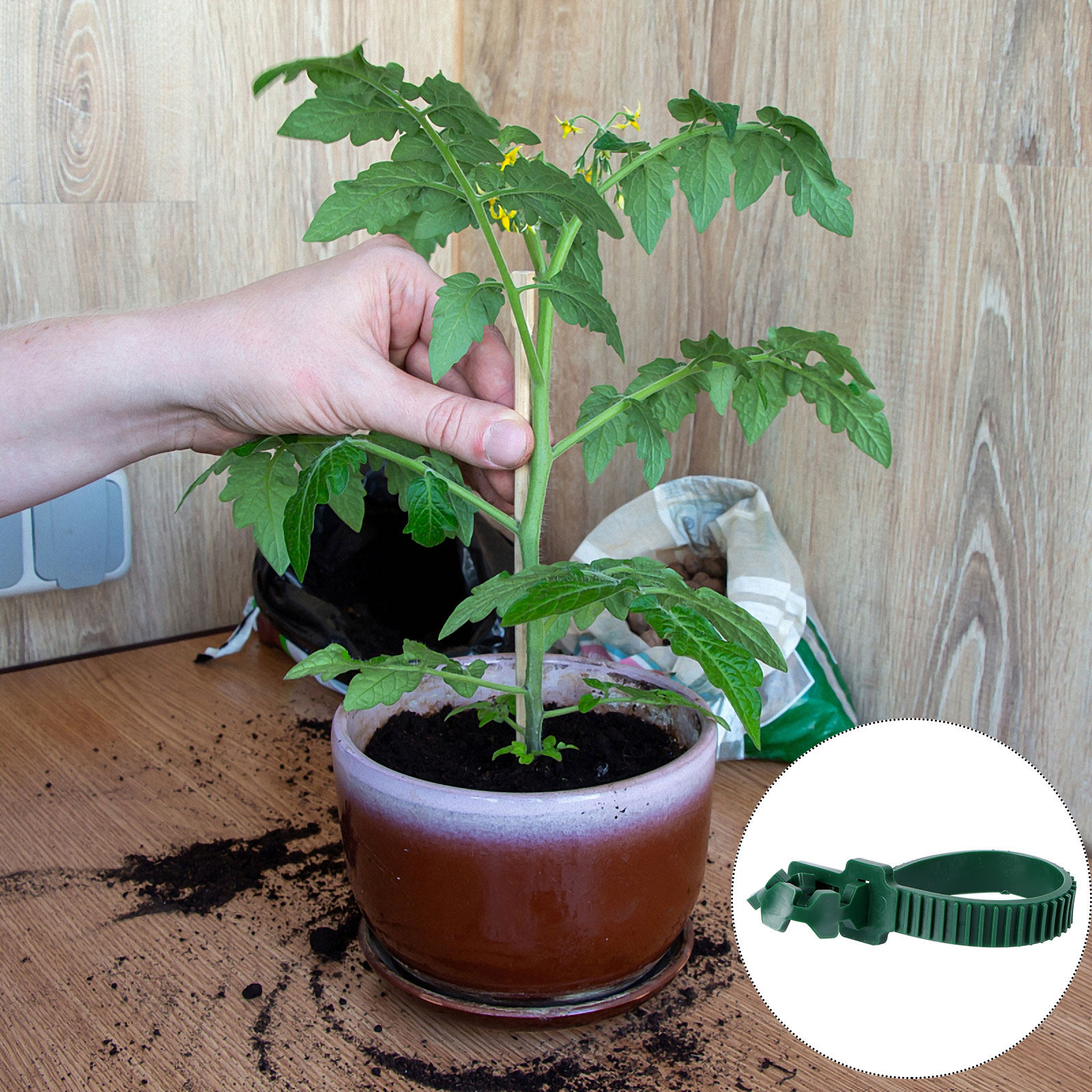 20Pcs Vine Fixing Buckle Garde - đánh giá và giá Us Bonsai Garden